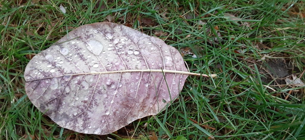 A leaf on the grass